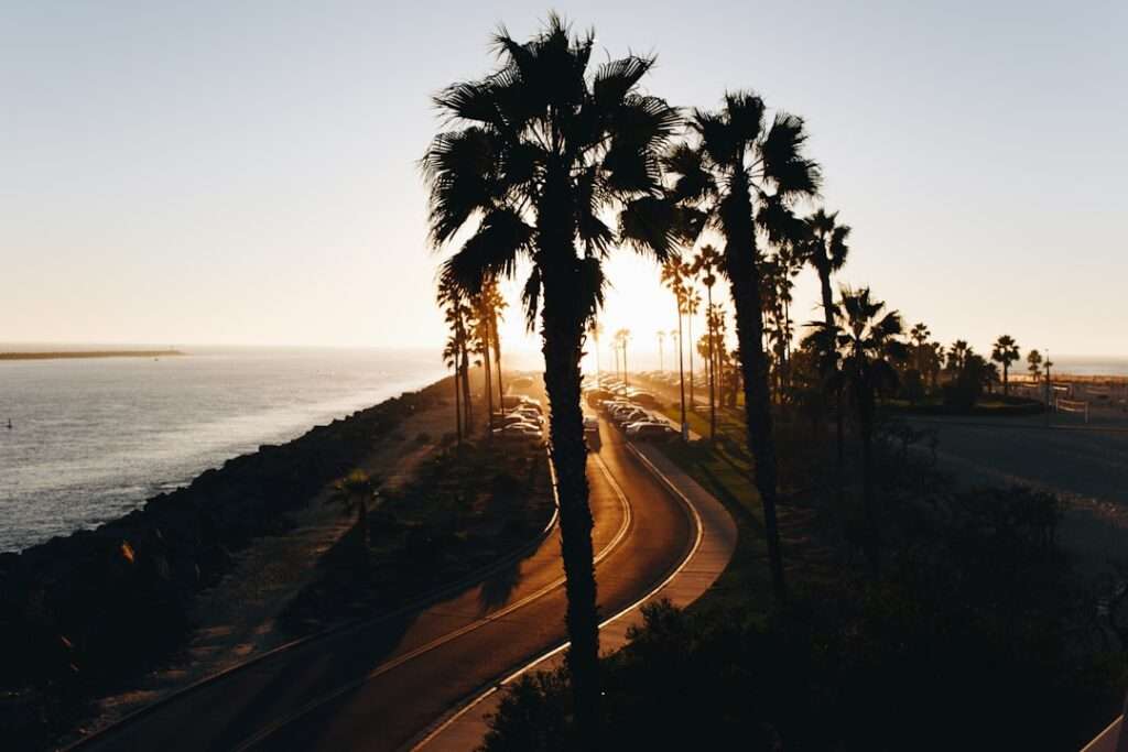 Palm tree boulevard