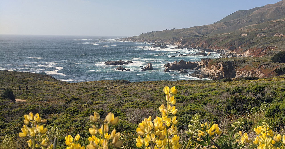 Big Sur Sightseeing Tour photo of the coast with wildflowers in the foreground