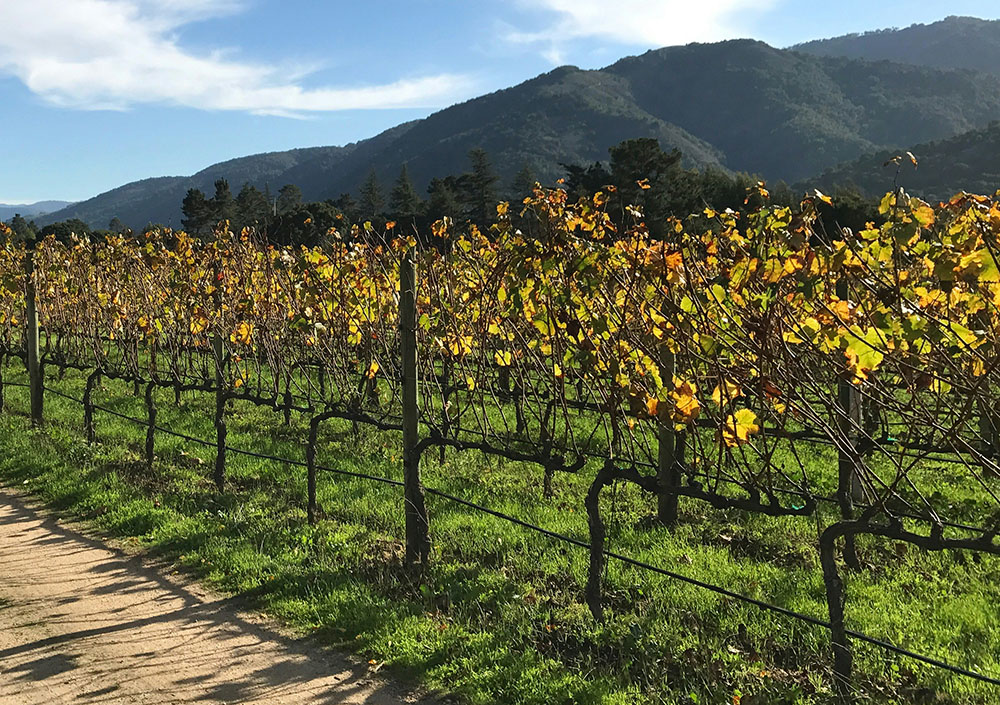 Fall in a Carmel Valley Vineyard