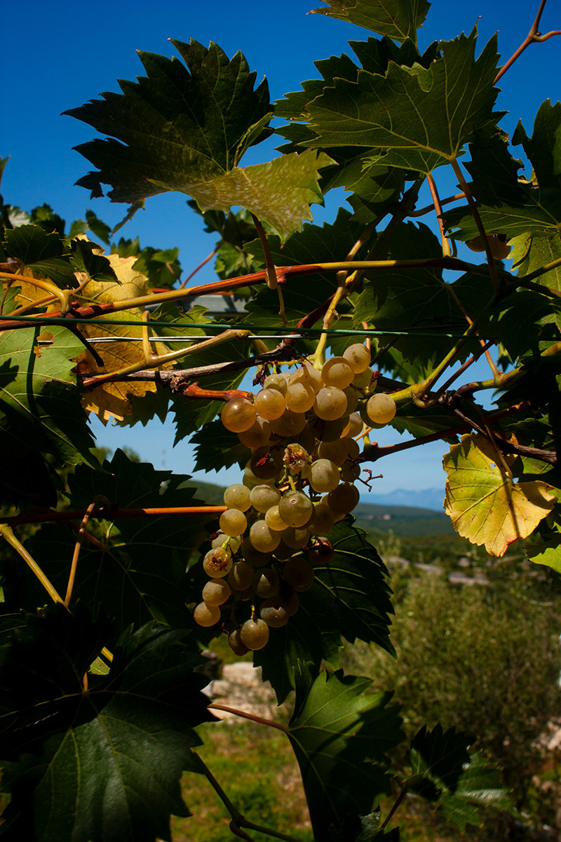 Grape Vine on a Carmel Valley Wine Tour