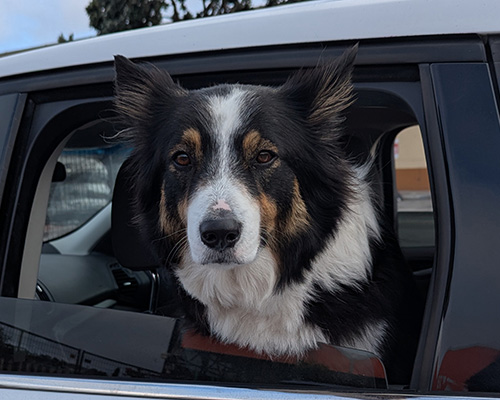 Photo of a dog on a California sightseeing tour.