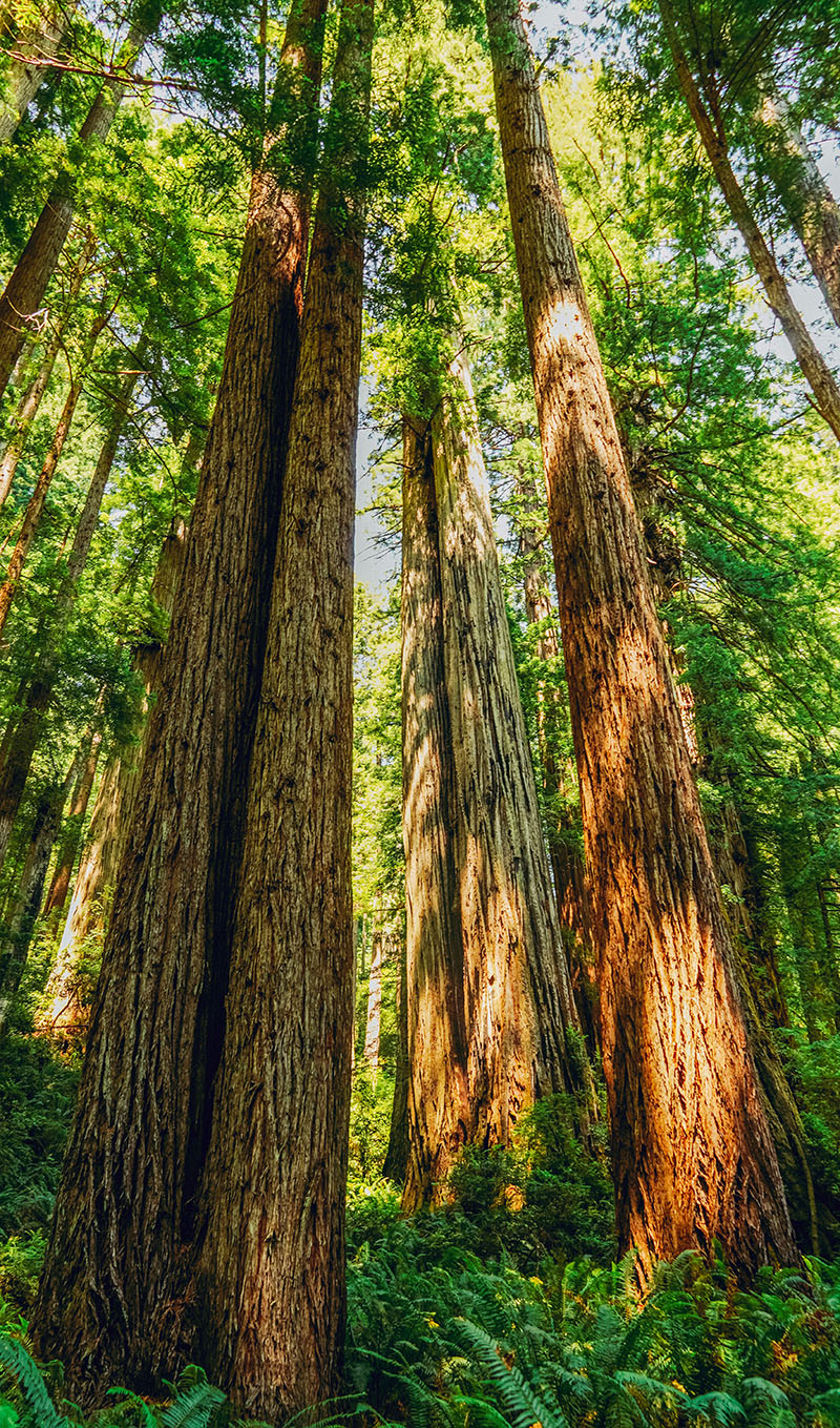 Redwood forest just north of santa cruz