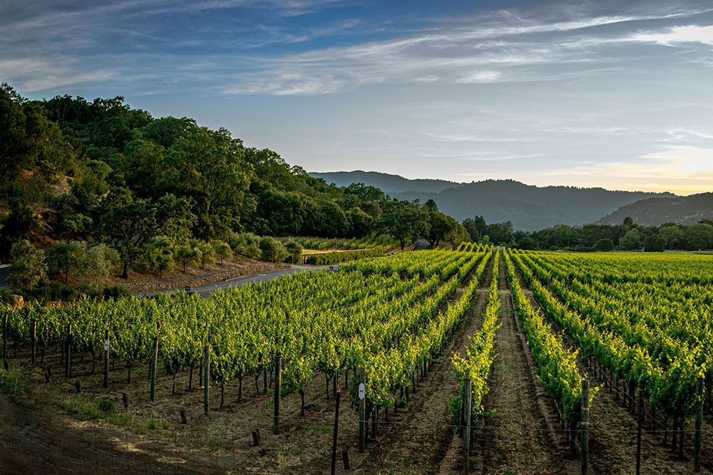 Vineyards in a Carmel Valley Winery